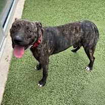 Thumbnail photo of Cain #1