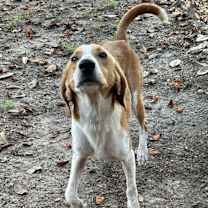 Thumbnail photo of Gumbo #3