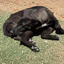 Thumbnail photo of Jilligan #3