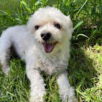 Thumbnail photo of Lovie Bubby #1