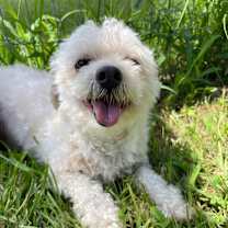 Thumbnail photo of Lovie Bubby #4