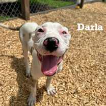 Thumbnail photo of Darla #1