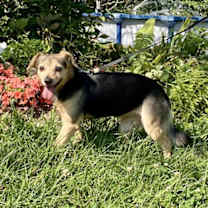 Thumbnail photo of Ginger #2