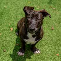 Thumbnail photo of Mulan #2