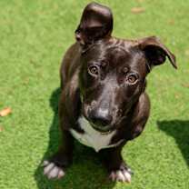 Thumbnail photo of Mulan #4