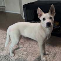 Thumbnail photo of Bolt #2