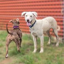 Thumbnail photo of Olaf #2