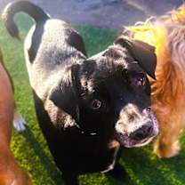 Thumbnail photo of Gidget #1