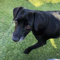 Thumbnail photo of Gidget #2