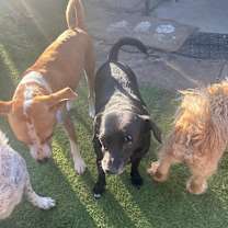 Thumbnail photo of Gidget #3