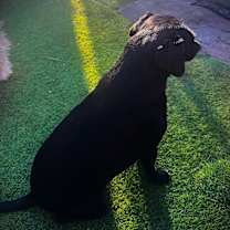 Thumbnail photo of Gidget #4