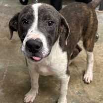 Thumbnail photo of Jughead #1