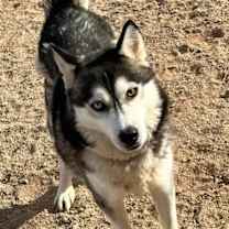 adopt-pet