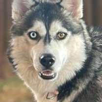 Thumbnail photo of KAYA #2