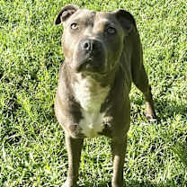 Thumbnail photo of Kira #4