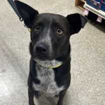 adopt-pet