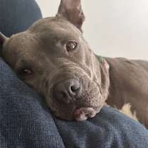 Thumbnail photo of Hazy (in foster) #1