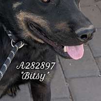adopt-pet