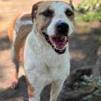 Thumbnail photo of Willow #2