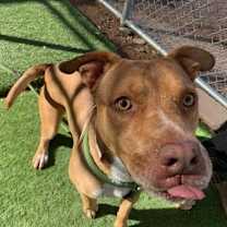 adopt-pet