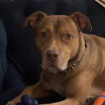 Thumbnail photo of ROCKO #2