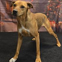 Thumbnail photo of Finn #2