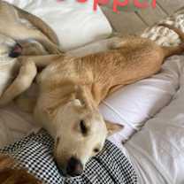 Thumbnail photo of Copper #2