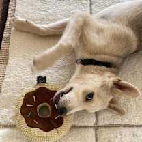 Thumbnail photo of Wolfy #2