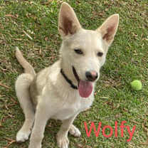 Thumbnail photo of Wolfy #1