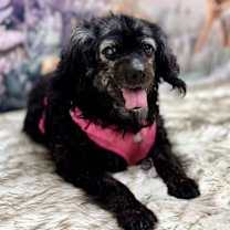 Thumbnail photo of Georgie #1