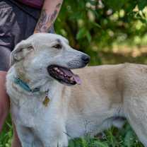 Thumbnail photo of STANLEY #2