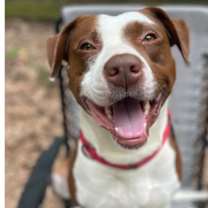 Thumbnail photo of Franky #1