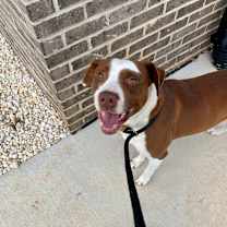 Thumbnail photo of Franky #2