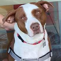 Thumbnail photo of Franky #3