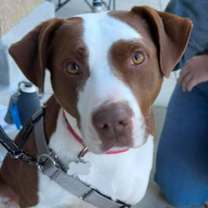 Thumbnail photo of Franky #4