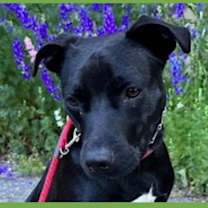 Thumbnail photo of Riley #3