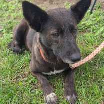 Thumbnail photo of Maple #1