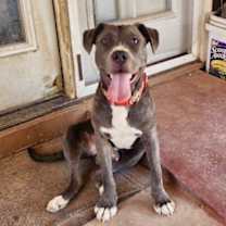 adopt-pet