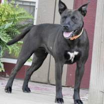 Thumbnail photo of BETTY BOOP #3