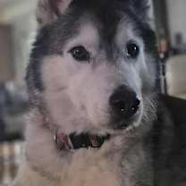 Thumbnail photo of Galileo #1