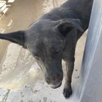 adopt-pet