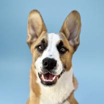 adopt-pet