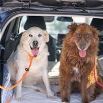 Thumbnail photo of Koda (Bonded to Nikki) #2