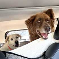 Thumbnail photo of Koda (Bonded to Nikki) #4