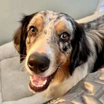 Thumbnail photo of LEVI #4