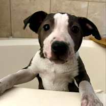 Thumbnail photo of Cruz SSP #3