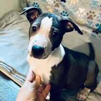 Thumbnail photo of Cruz SSP #4