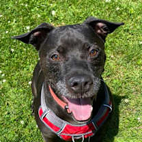 Thumbnail photo of Apollo #1