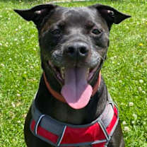 Thumbnail photo of Apollo #2