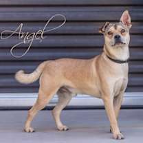adopt-pet